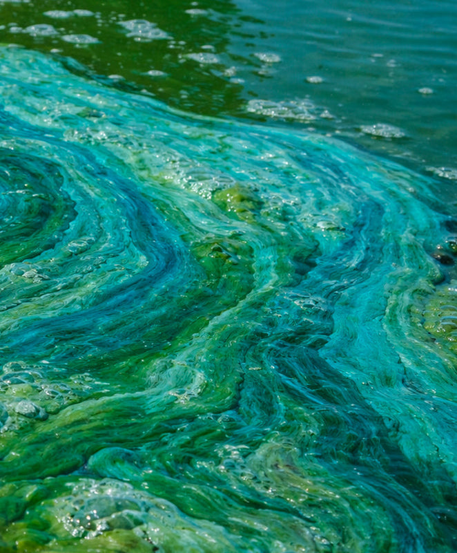 Blue Algae. The superfood of your skin.