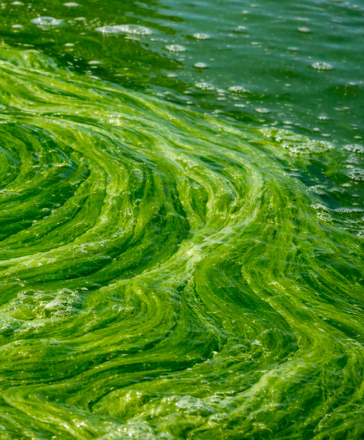 Green Algae: Marine secret for radiant and healthy skin