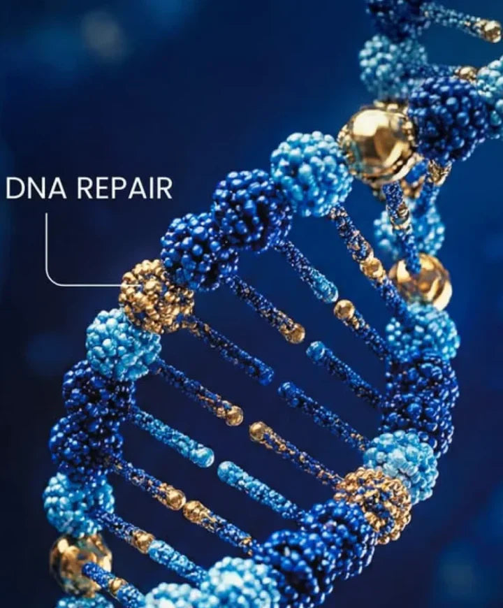 NAD⁺: A cellular anti-aging breakthrough