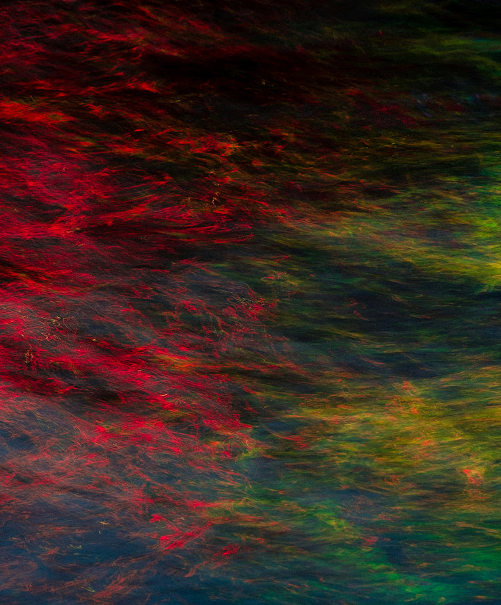 Rainbow Algae: The multi-dimensional secret to radiant and resilient skin